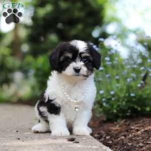 Lana, Cavachon Puppy